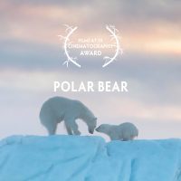 Polar Bear 2022 Wildscreen Cinematography Award