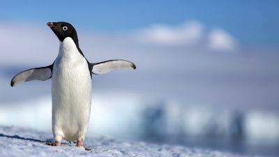Disneynature's all-new feature film "Penguins" is a coming-of-age story about an Adélie penguin named Steve who joins millions of fellow males in the icy Antarctic spring on a quest to build a suitable nest, find a life partner and start a family.  None of it comes easily for him, especially considering he's targeted by everything from killer whales to leopard seals, who unapologetically threaten his happily ever after. From the filmmaking team behind "Bears" and "Chimpanzee," Disneynature's "Penguins" opens in theaters nationwide in time for Earth Day 2019.