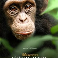 chimpanzee-1